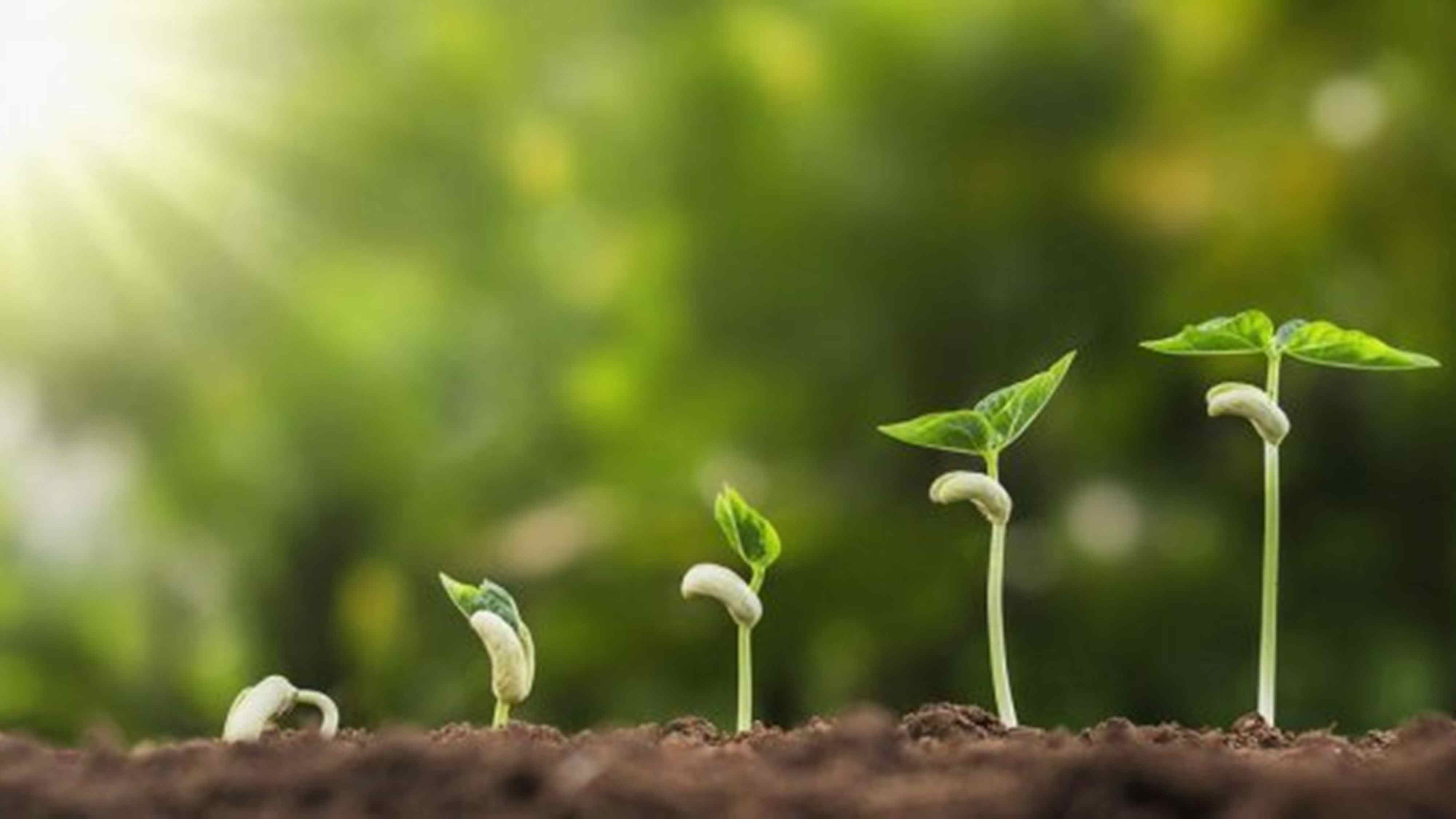 Mlezu College of Agriculture