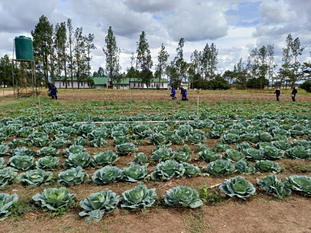 Mlezu College of Agriculture