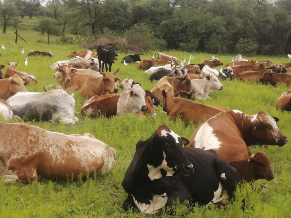 Mlezu College of Agriculture